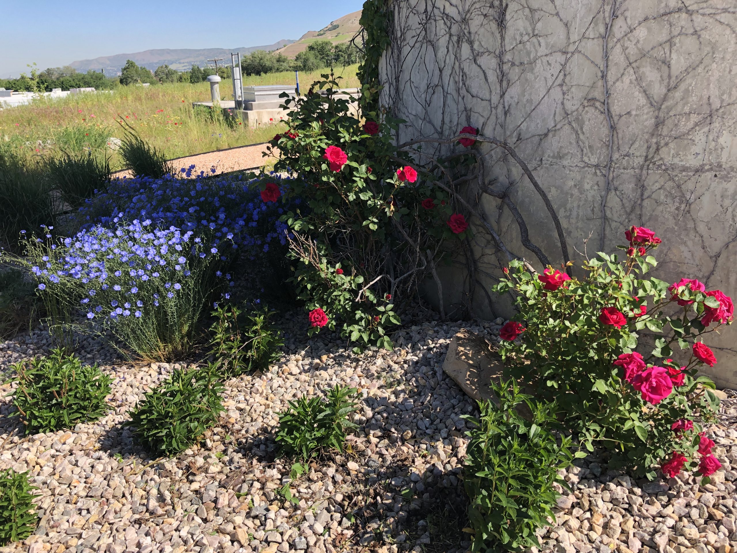 Red and Purple flowers growing beside concrete structure that is part of the Terminal Reservoir.